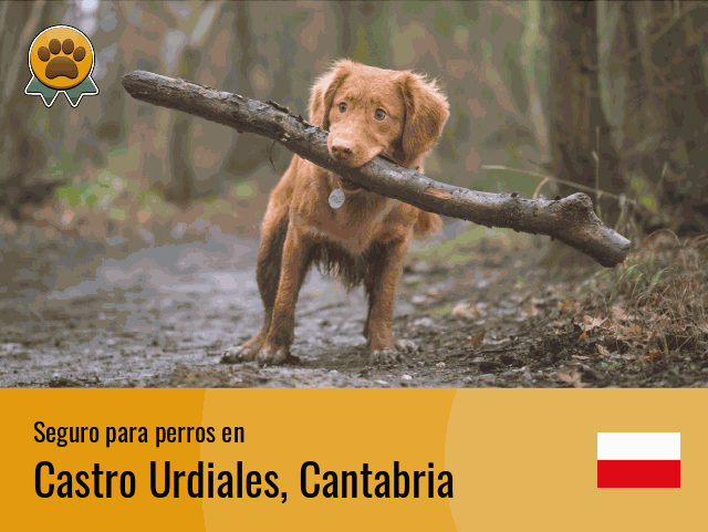 Seguro perros Castro Urdiales