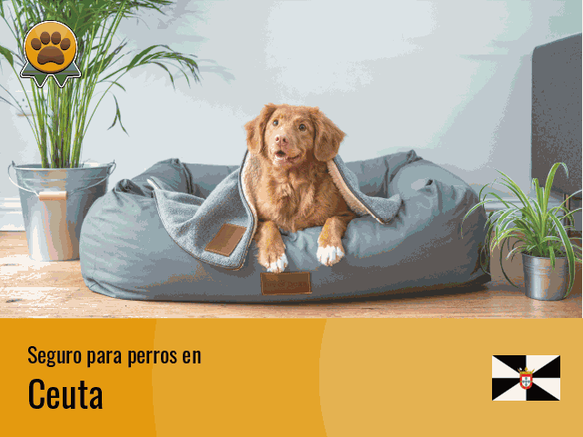 Seguro perros Ceuta