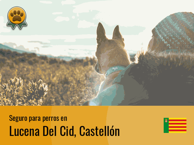 Seguro perros Lucena Del Cid