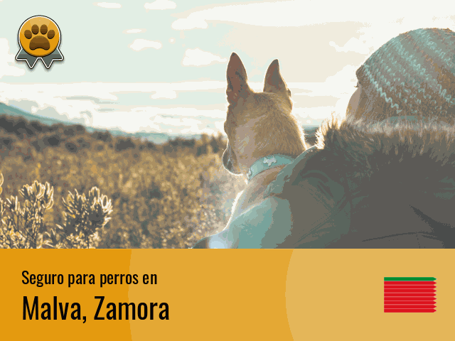 Seguro perros Malva
