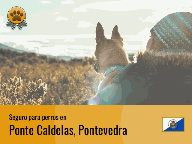 Seguro perros Ponte Caldelas