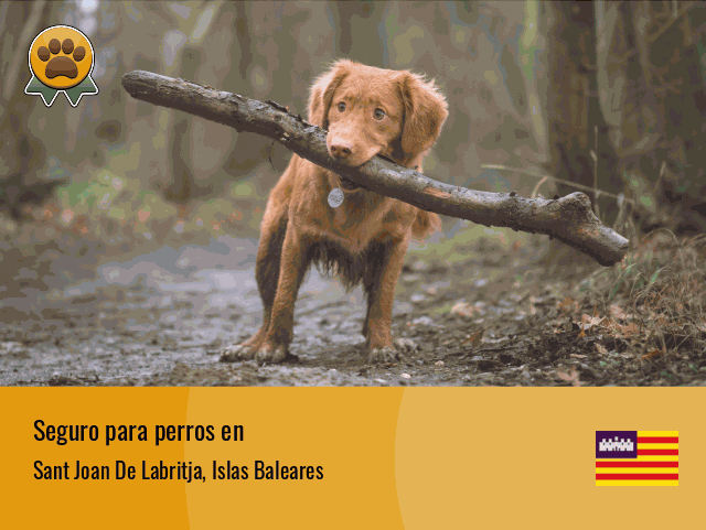 Seguro perros Sant Joan De Labritja